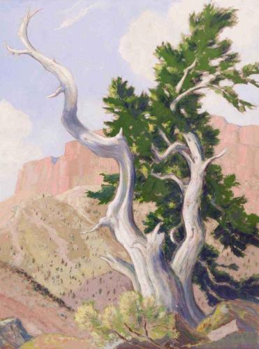 ROSS GILL CANYON SCENE WITH TREE by 